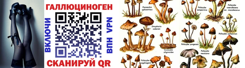закладки  Бородино  Галлюциногенные грибы GOLDEN TEACHER 